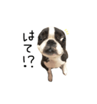 ボストンテリアの1日（個別スタンプ：4）