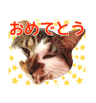 キジシロ猫サスケⅥ（個別スタンプ：6）