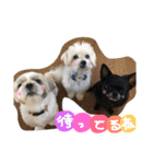 愛犬の日常スタンプ（個別スタンプ：4）