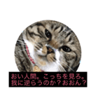 猫の左之助（個別スタンプ：7）