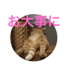 今日は猫の日（個別スタンプ：10）