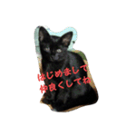 カカ(黒猫)感情2（個別スタンプ：1）