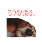 とびだせこむぎ（ビーグル犬）すたんぷ。（個別スタンプ：5）