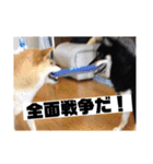 出井家・森田家の犬達（個別スタンプ：10）