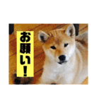 出井家・森田家の犬達（個別スタンプ：12）