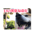 出井家・森田家の犬達（個別スタンプ：13）