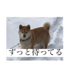 出井家・森田家の犬達（個別スタンプ：17）