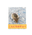 小さなネズミ（個別スタンプ：1）