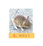 小さなネズミ（個別スタンプ：13）