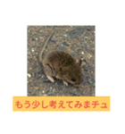 小さなネズミ（個別スタンプ：15）