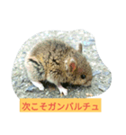 小さなネズミ（個別スタンプ：17）