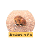 小さなネズミ（個別スタンプ：23）