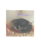 我が家の小動物（個別スタンプ：7）