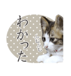 猫のりり 2（個別スタンプ：2）