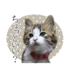 猫のりり 2（個別スタンプ：4）