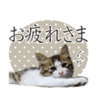 猫のりり 2（個別スタンプ：7）