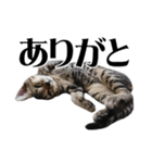 ねこ写真スタンプ DINO＆MITO PICTURES 1（個別スタンプ：4）