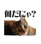 ねこ写真スタンプ DINO＆MITO PICTURES 1（個別スタンプ：20）