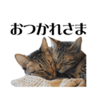 ねこ写真スタンプ DINO＆MITO PICTURES 1（個別スタンプ：36）