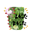 野の花シリーズ 夏の涼しげ 基本の挨拶（個別スタンプ：13）