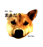 柴犬コン吉❤︎（個別スタンプ：5）