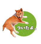 ～上級者向け～ 生活感ある柴犬。（個別スタンプ：16）