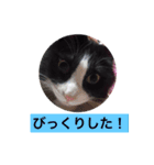 ねこぴスタンプ（個別スタンプ：8）