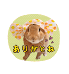 うさぎのらぶ 1（個別スタンプ：2）