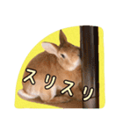 うさぎのらぶ 3（個別スタンプ：39）