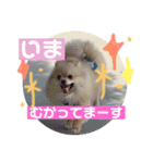 愛犬♡アポ様（個別スタンプ：5）