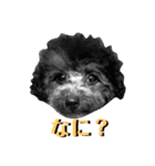 犬のこまりとマロン①（個別スタンプ：2）