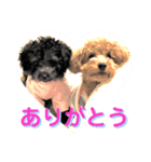 犬のこまりとマロン①（個別スタンプ：8）