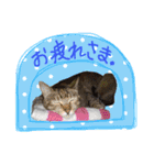 おてんば猫のジュったん（個別スタンプ：3）