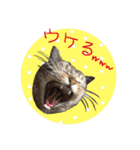 おてんば猫のジュったん（個別スタンプ：9）