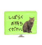 おてんば猫のジュったん（個別スタンプ：11）