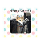 柴犬モモちゃんのスタンプ（個別スタンプ：3）