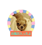 子犬のいちにち（個別スタンプ：3）