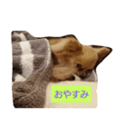 子犬のいちにち（個別スタンプ：5）