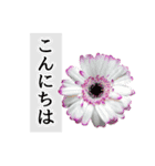 本物の花『ガーベラ』よく使う言葉で40種（個別スタンプ：1）