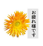 本物の花『ガーベラ』よく使う言葉で40種（個別スタンプ：2）