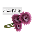 本物の花『ガーベラ』よく使う言葉で40種（個別スタンプ：4）