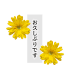 本物の花『ガーベラ』よく使う言葉で40種（個別スタンプ：6）