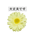本物の花『ガーベラ』よく使う言葉で40種（個別スタンプ：9）