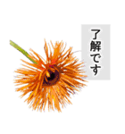 本物の花『ガーベラ』よく使う言葉で40種（個別スタンプ：10）