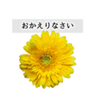 本物の花『ガーベラ』よく使う言葉で40種（個別スタンプ：12）