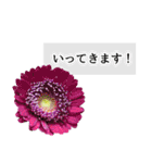 本物の花『ガーベラ』よく使う言葉で40種（個別スタンプ：13）
