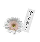 本物の花『ガーベラ』よく使う言葉で40種（個別スタンプ：20）