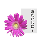 本物の花『ガーベラ』よく使う言葉で40種（個別スタンプ：28）