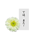 本物の花『ガーベラ』よく使う言葉で40種（個別スタンプ：31）