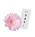 本物の花『ガーベラ』よく使う言葉で40種（個別スタンプ：35）